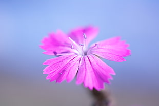 shallow focus photography of pink flower HD wallpaper