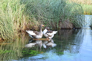 two docks on body of water, duck
