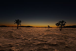 silhouette of trees over dirt ground with dried grass under dark