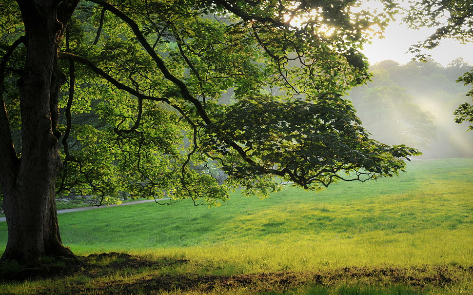 green tree beside green grass field HD wallpaper