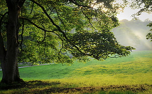 green tree beside green grass field