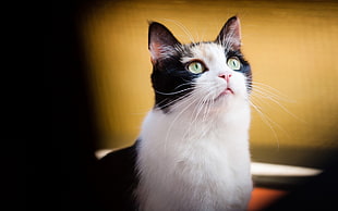 animal photography of tuxedo cat