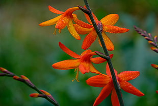 selective focus of orange petaled flowers HD wallpaper