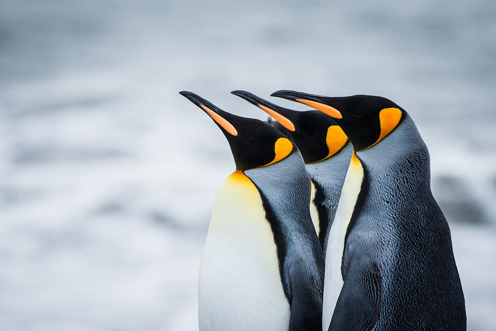 three emperor penguins, penguins HD wallpaper