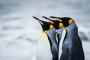 three emperor penguins, penguins