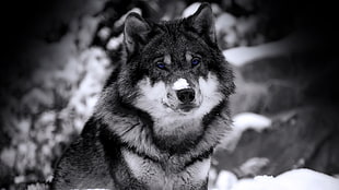 adult long-coated black dog, wolf, selective coloring, animals