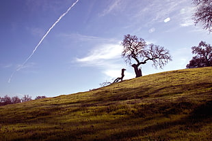 landscape photo of a leafless tree in the grass field