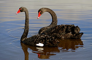 two black swans on river during day time HD wallpaper