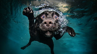 short-coated black dog, dog, underwater, swimming, animals