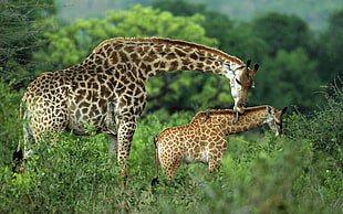 two brown Giraffes photography HD wallpaper