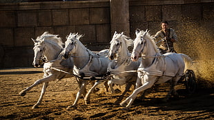 four white galloping horses