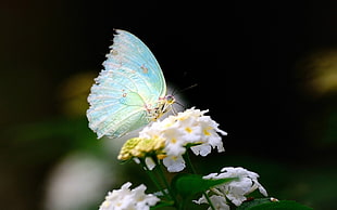selective photo of white and green butterfly on flower