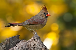 gray and red bird on tree branch HD wallpaper
