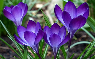 closeup photo of purple petaled flower