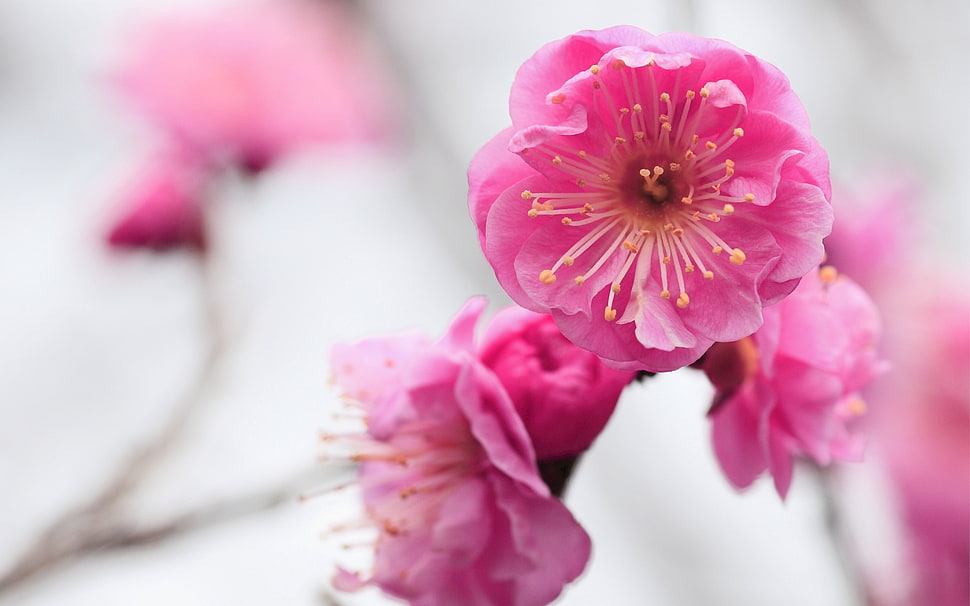 selective focus photography of cherry blossom HD wallpaper