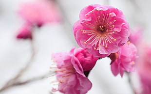 selective focus photography of cherry blossom