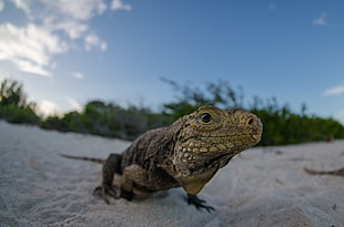 brown iguana, animals, nature, lizards, reptiles