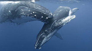 sperm whale, nature, animals, whale, water