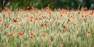 close-up photo of orange petaled flowers, wheat
