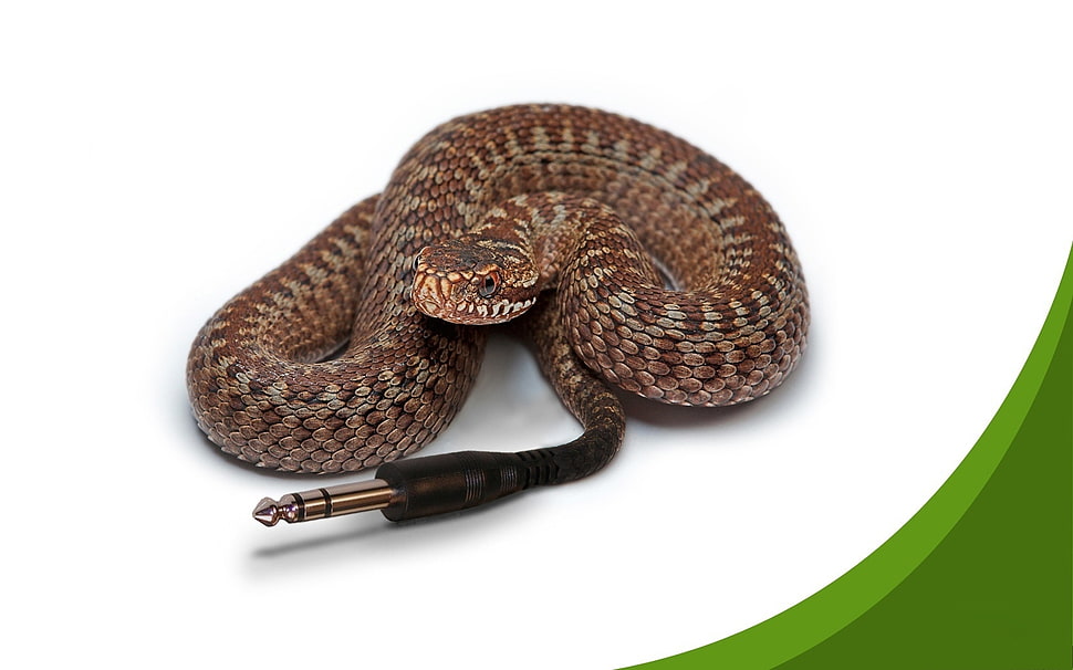 python snake audio adapter HD wallpaper