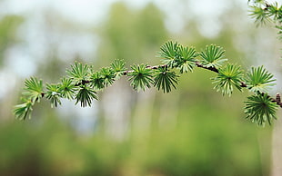 green leaf tree at daytime