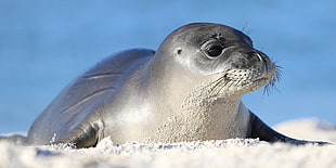 sea lion on white sand