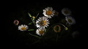 white daisies, flowers HD wallpaper