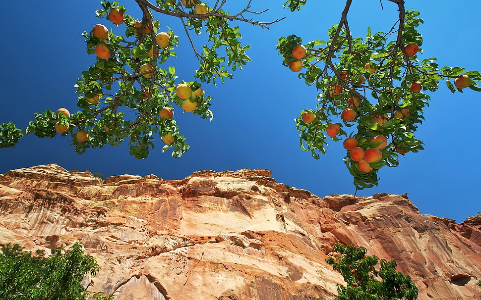 green trees, nature, cliff HD wallpaper