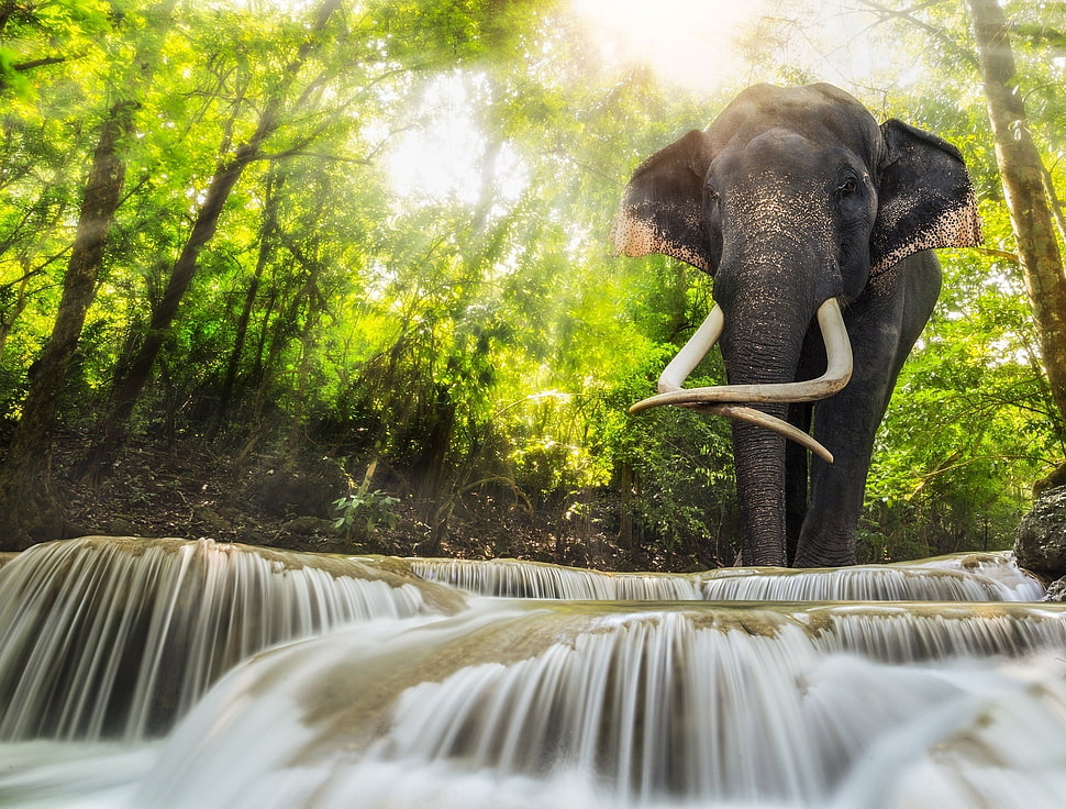 black elephant, plants, animals, river, elephant HD wallpaper