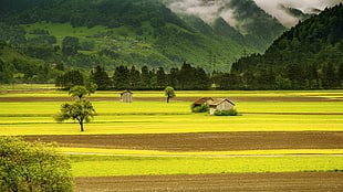 photo of houses surrounded by crop field, landscape, nature, trees, tropical forest