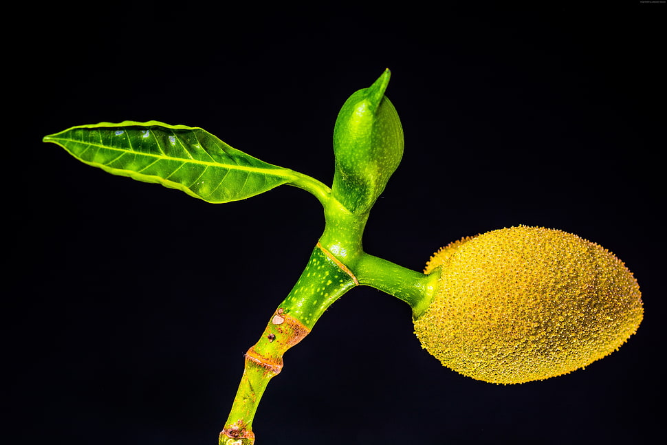 jack fruit on black background HD wallpaper