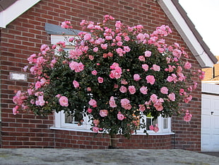 pink petaled flowers in front of white windows