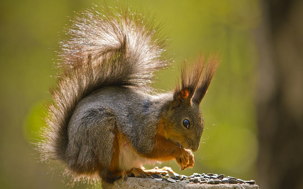 gray and brown squirrel HD wallpaper