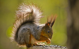gray and brown squirrel