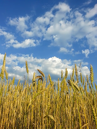 green rice grains field, nature, Slovakia, Žilina, summer
