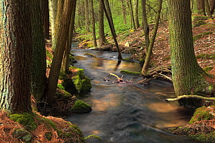 river surrounded by green trees at daytime, spruce