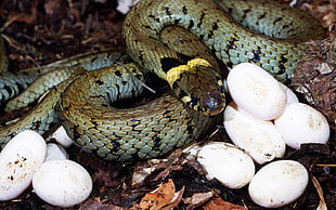 gray and black snake beside white eggs