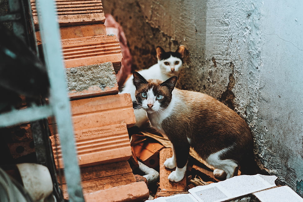 short-fur brown and white cat HD wallpaper