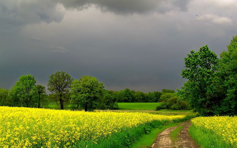 Cloudy,  Road,  Flowers,  Summer HD wallpaper