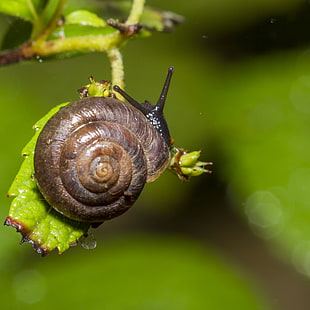 brown snail on green leaf closeup photography