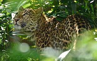 shallow focus photo of Leopard during daytime