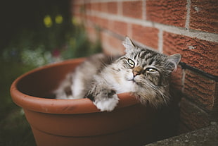 brown and white tabby cat, animals, bricks, cat, flowerpot HD wallpaper