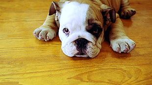 white and tan American Bulldog puppy HD wallpaper