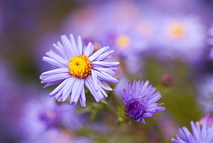focus photography of purple petaled flowers HD wallpaper