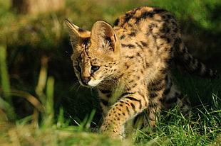 brown and black 4-legged animal HD wallpaper