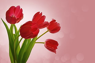 red Tulip flower blooming HD wallpaper
