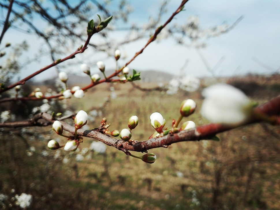 white petaled flower, Sun, cherry blossom, clouds, hot spring HD wallpaper