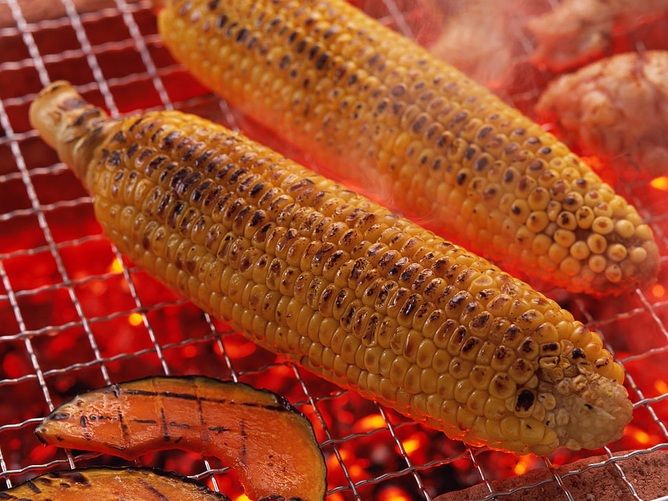 yellow cooked corns HD wallpaper