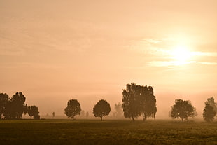 green trees on a green field during sunset
