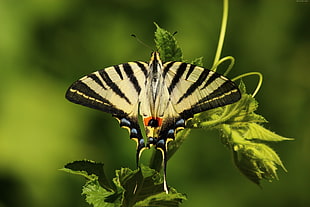 tiger swallowtail butterfly perched on green leaf in closeup photo HD wallpaper